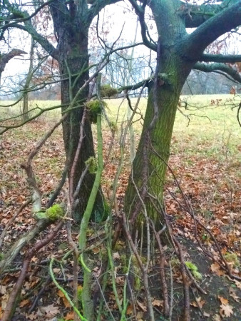 6.12. Shrbená záda a postoj